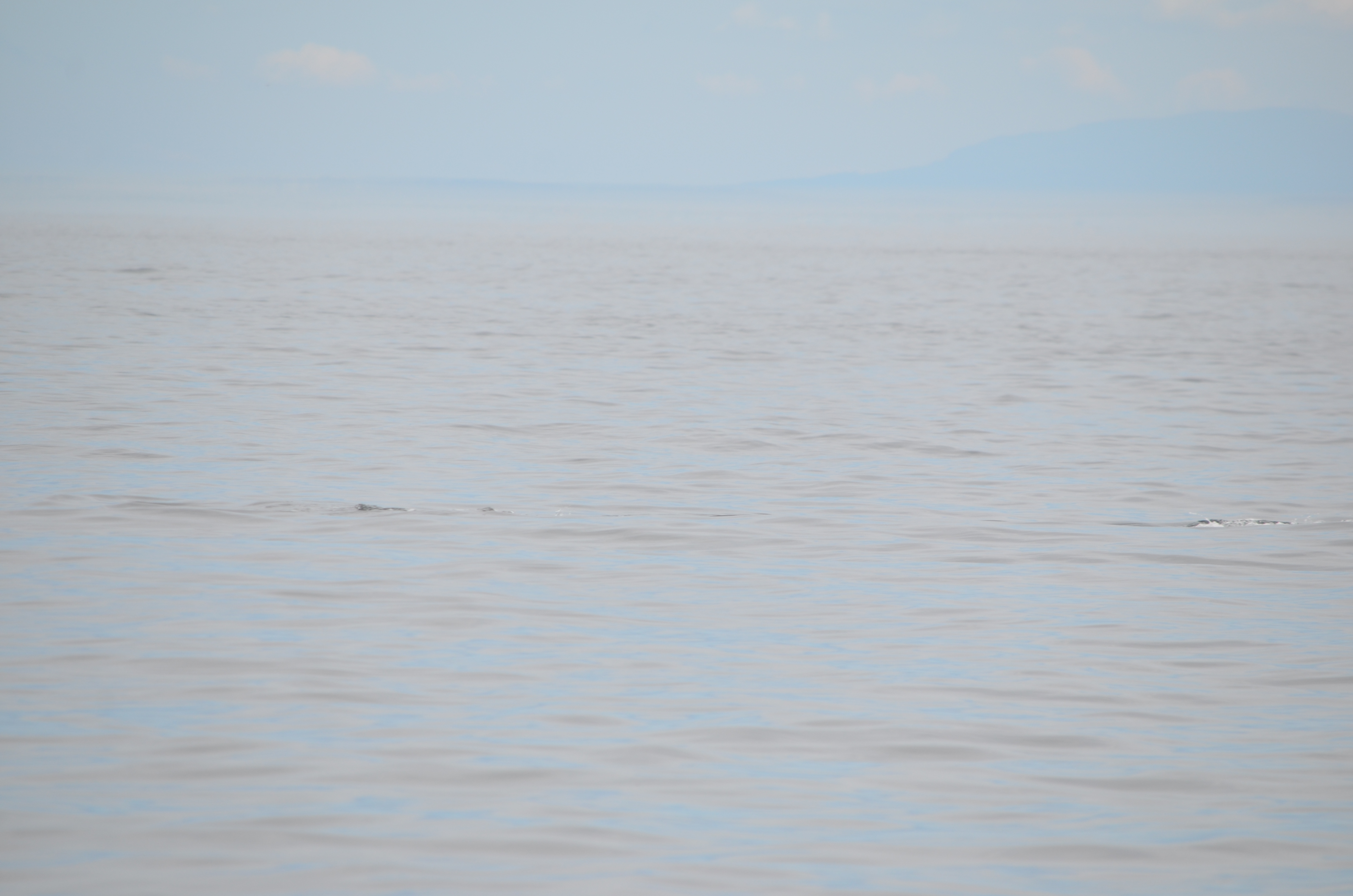 photos/wildlife/Mammal_Species/Humpback Whale/DSC_0172.JPG